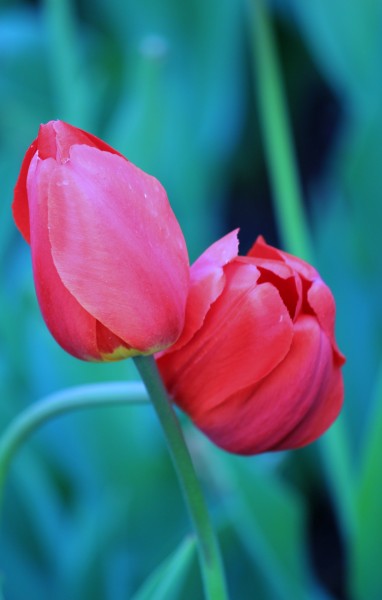 色彩鲜艳的郁金香花卉图片