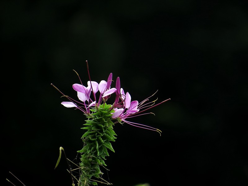 醉蝶花图片