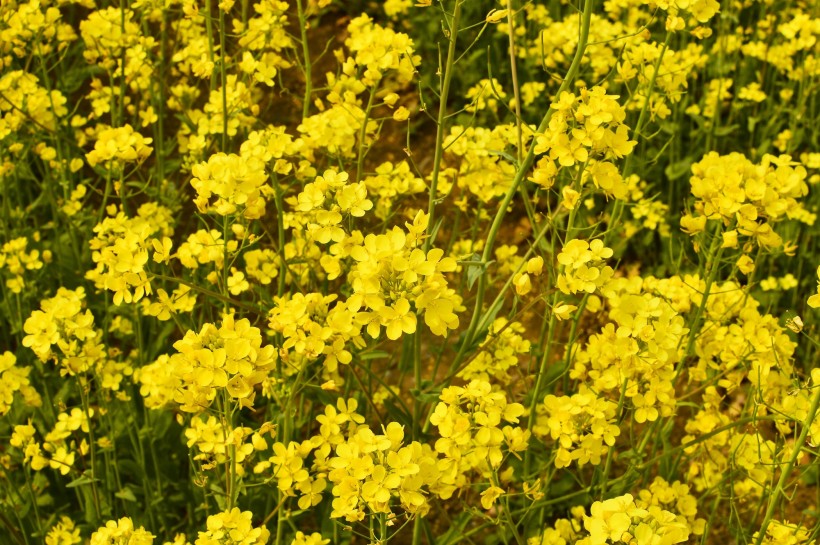 黄色油菜花图片