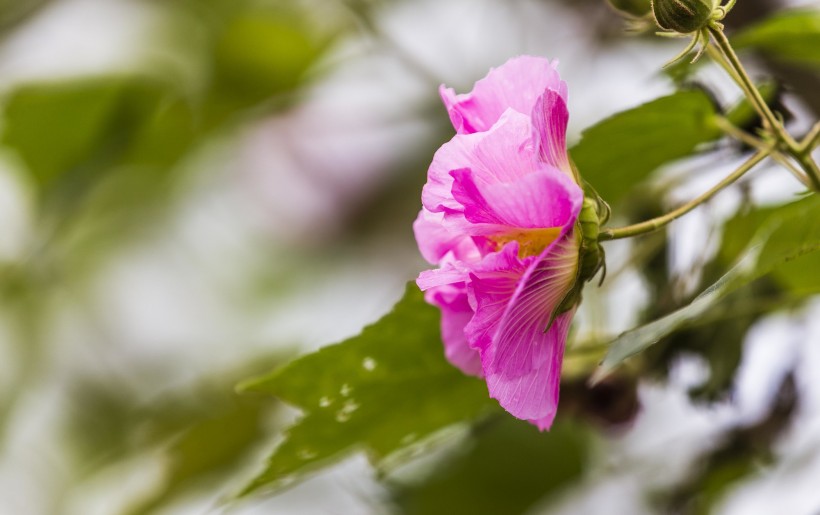 粉色木芙蓉图片