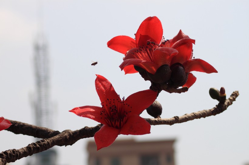 紅色木棉花圖片