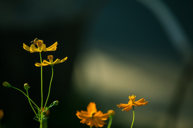 波斯菊图片