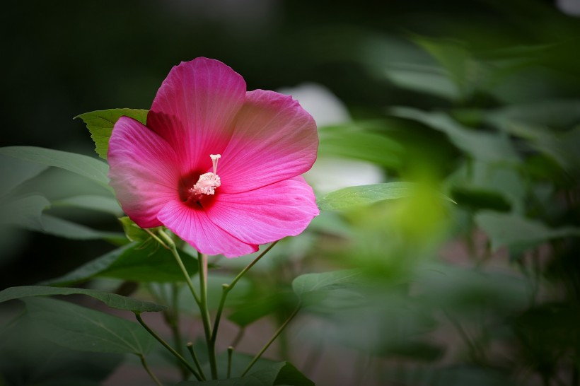 各种颜色的芙蓉花图片