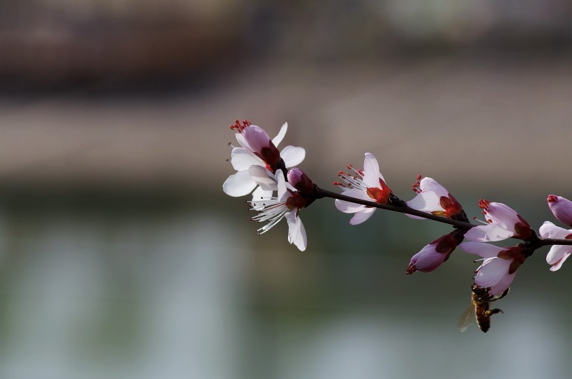 桃花圖片