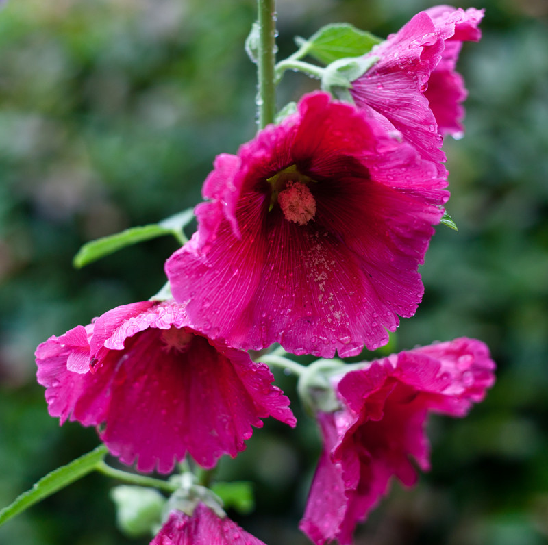 舜華舜英繽紛夏日木槿花