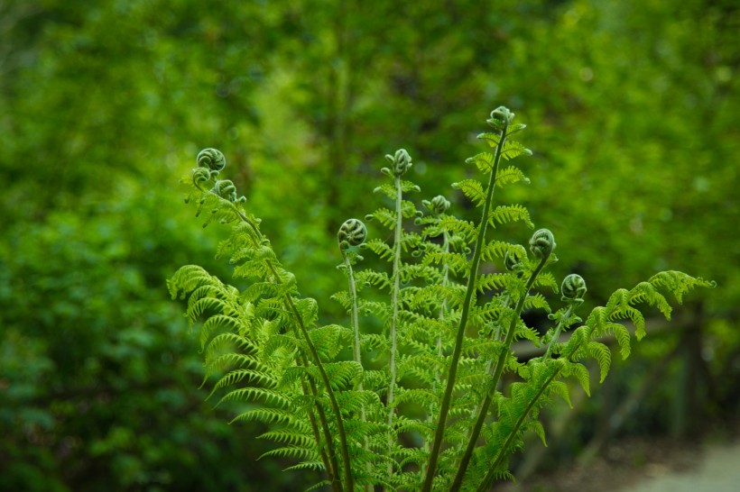 蕨类植物图片