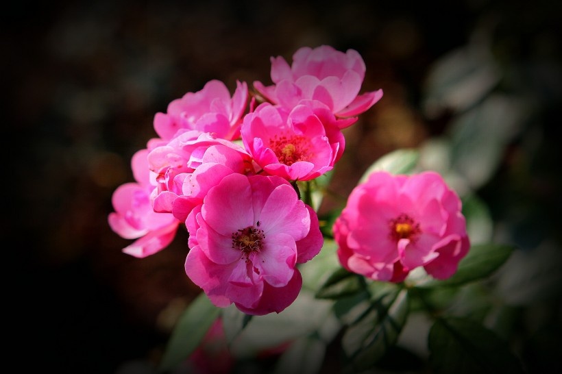 观赏植物美艳动人的野蔷薇图片