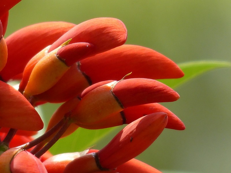 刺桐花圖片