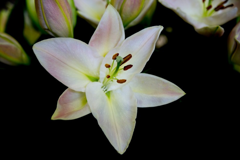 芳香的百合花图片