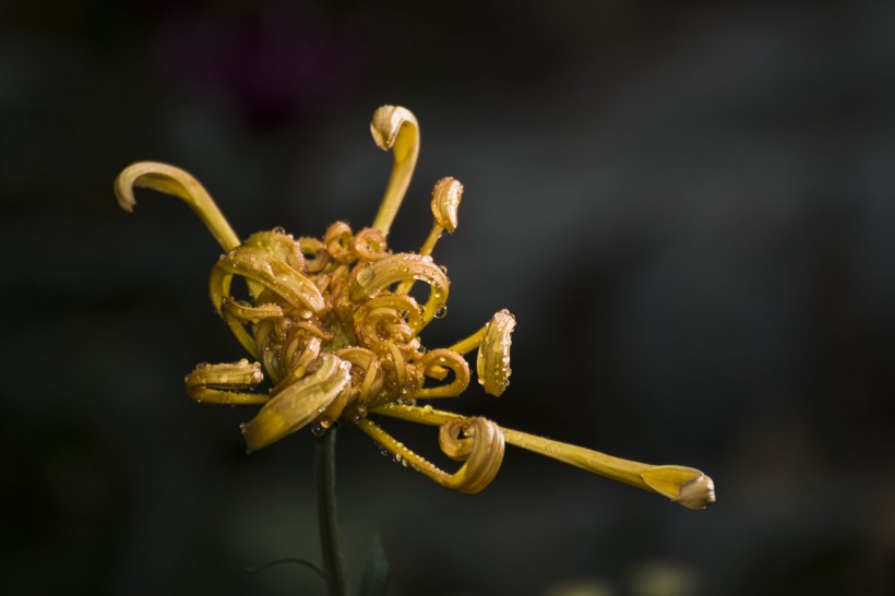 多姿多彩的菊花图片