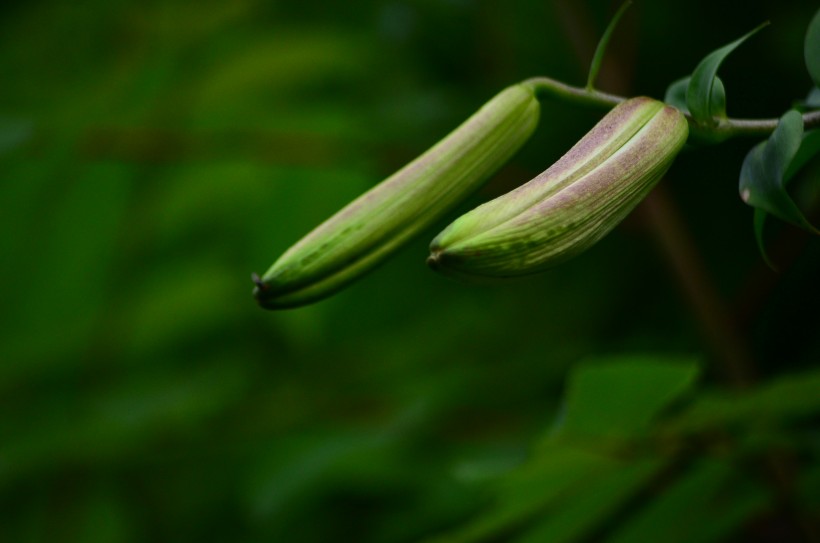 百合花圖片