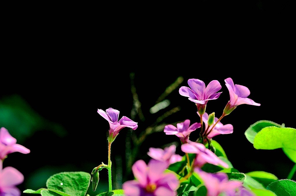 几片红花酢浆草