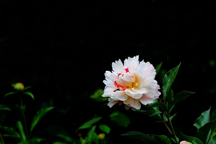 秀美芍药花图片