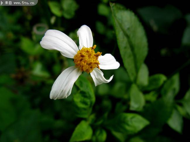 陽(yáng)光下的野花實(shí)拍圖片