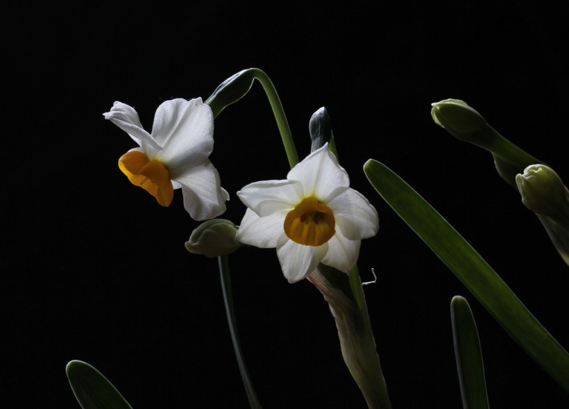 水仙花圖片