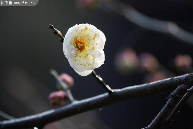 绽放的白色梅花图片