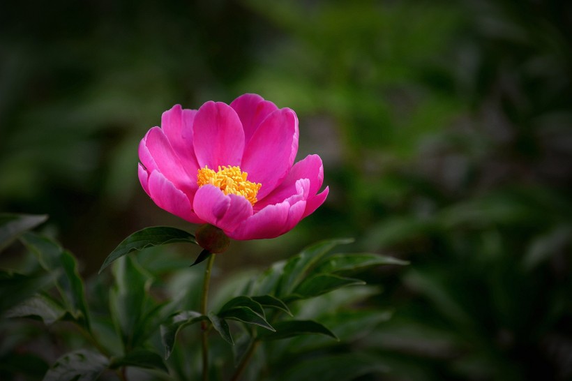 艳丽芍药花图片