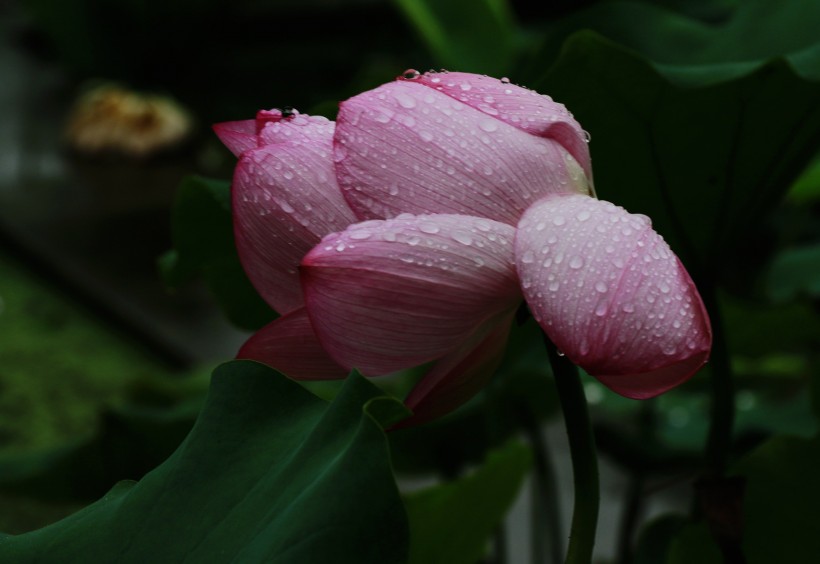 池塘荷花圖片