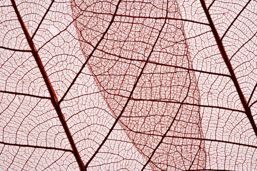 树叶经脉图片