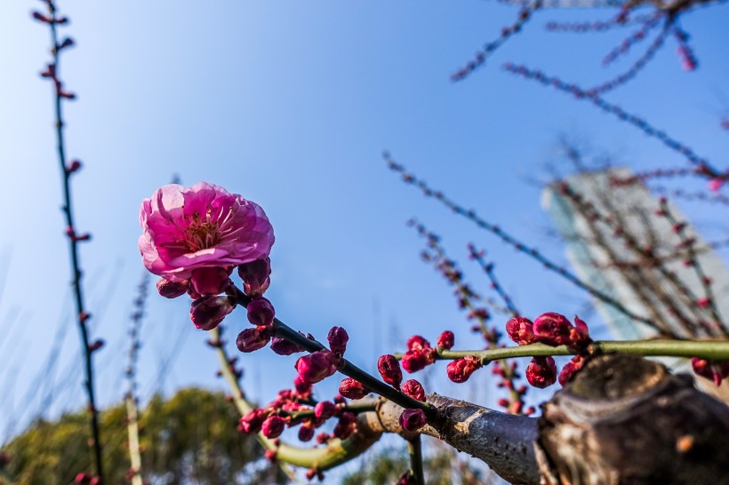 白色和粉色的梅花图片