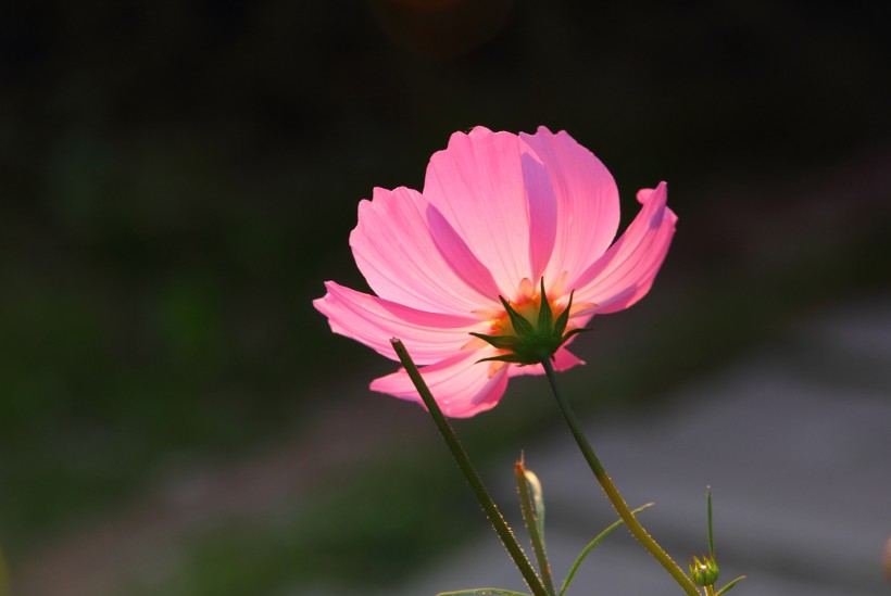 光影格桑花图片