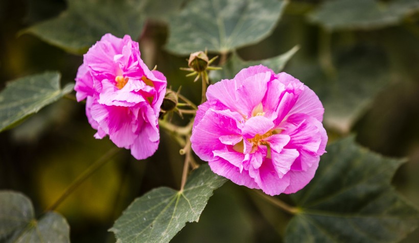 粉色木芙蓉圖片