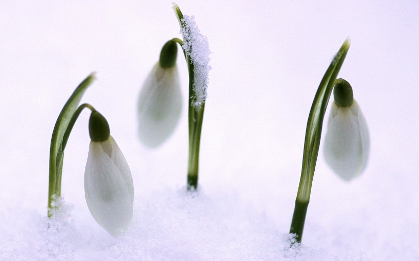 纯洁的白色雪花莲图片