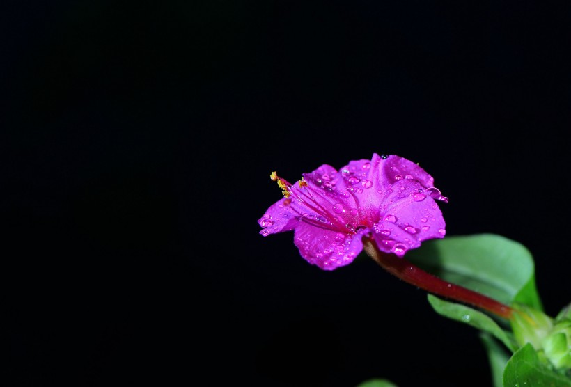 各种颜色的茉莉花图片