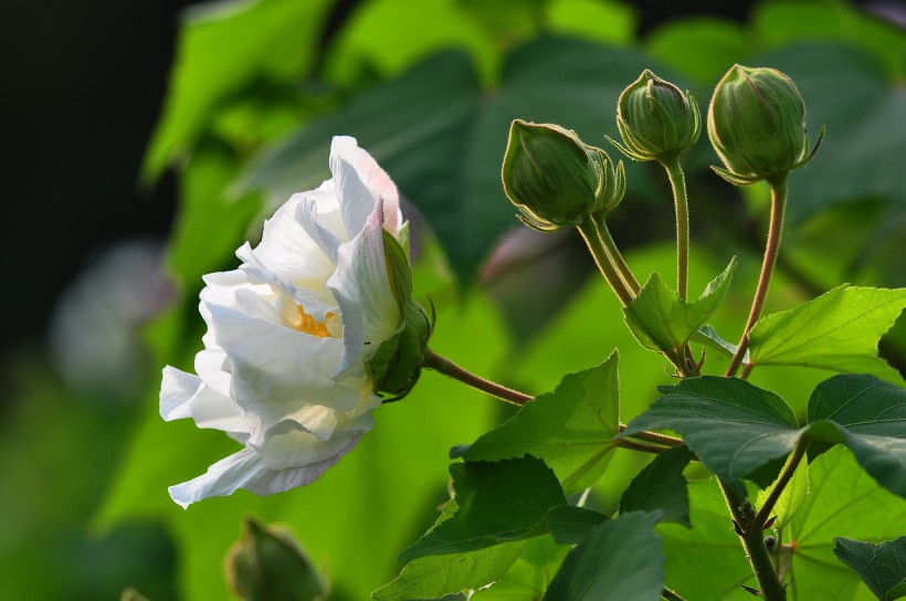 木槿花图片