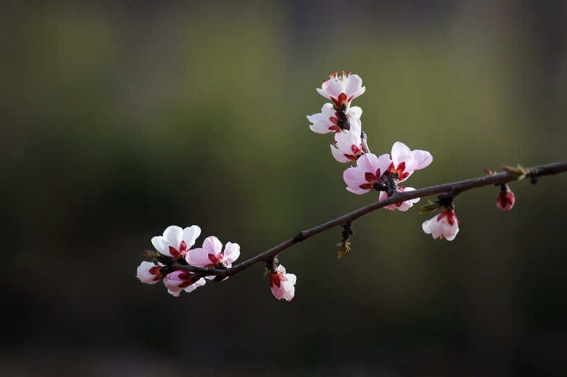 桃花图片