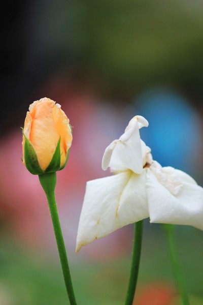 娇艳月季花图片