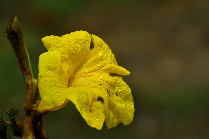 黃花風(fēng)鈴木圖片