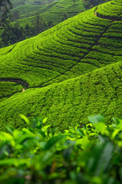 茶园景色图片