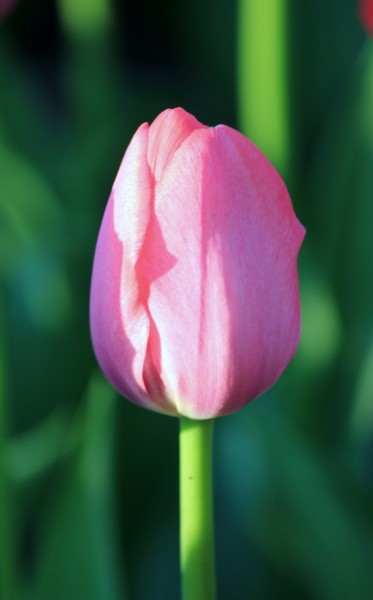 色彩鲜艳的郁金香花卉图片