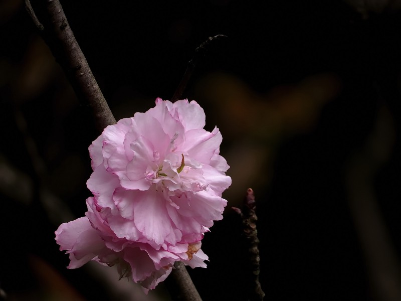 唯美的樱花图片