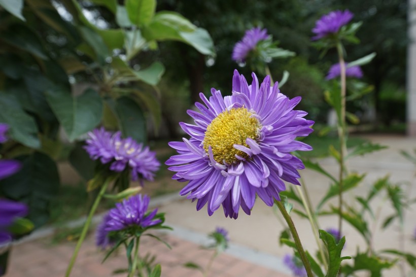 紫色菊花图片