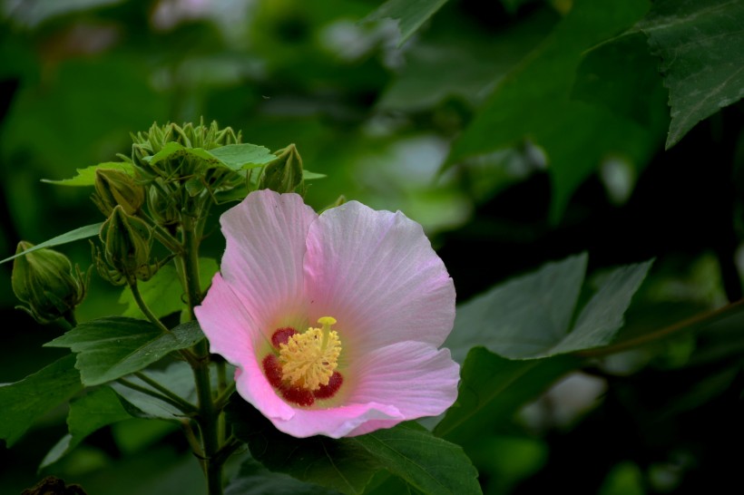 粉色木芙蓉图片