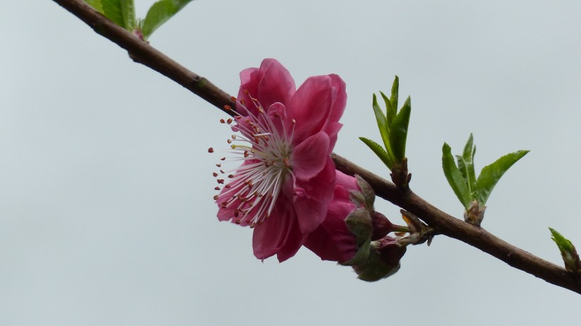 桃花圖片