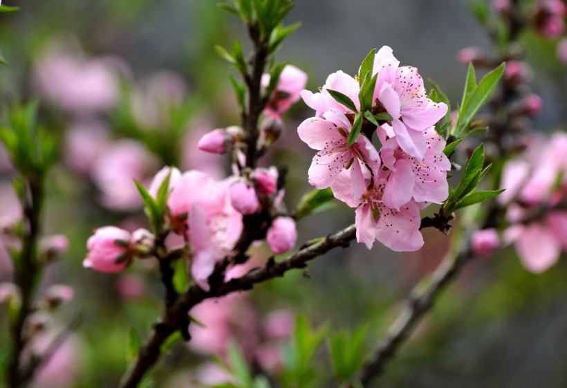 粉色桃花圖片