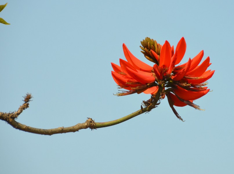 花形如辣椒的刺桐花图片