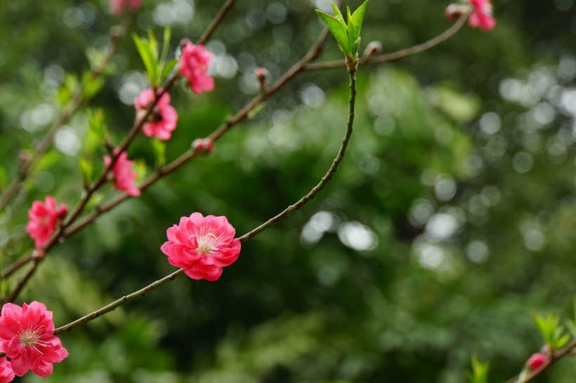 紅色桃花圖片