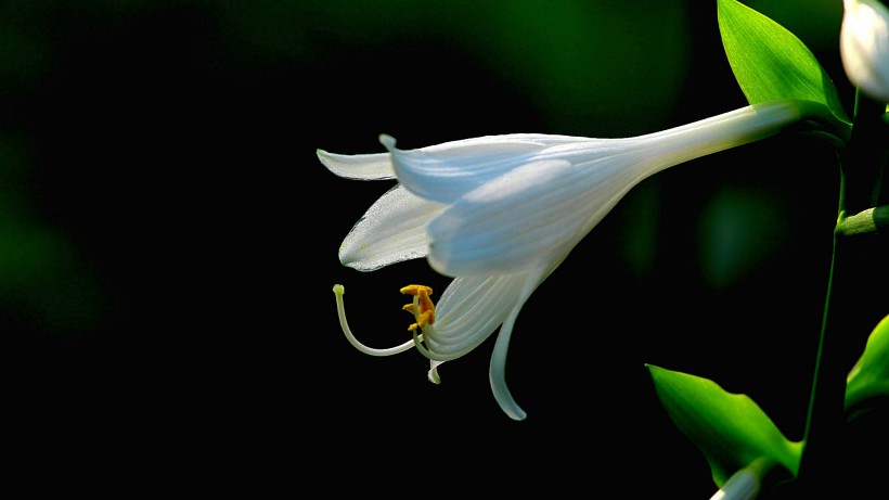 優(yōu)雅玉簪花圖片