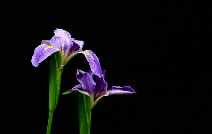 鸢尾花图片