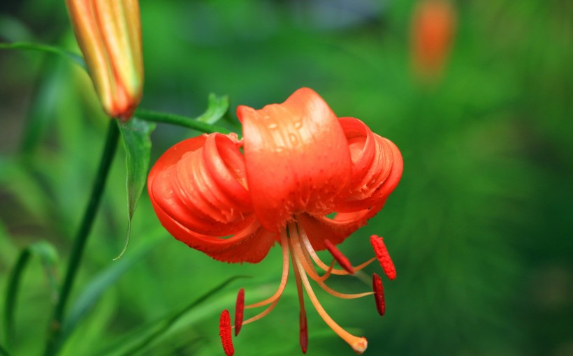 橙色百合花图片