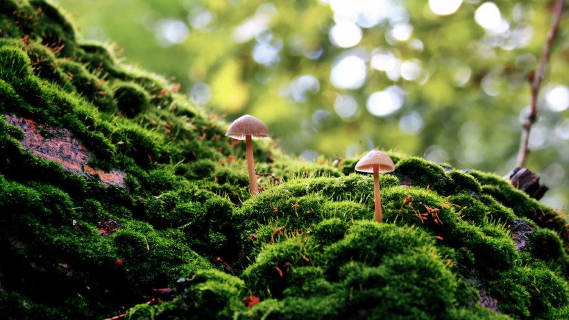 苔藓图片