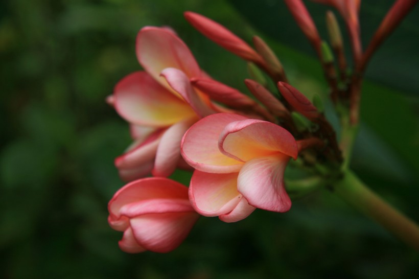 紅雞蛋花圖片