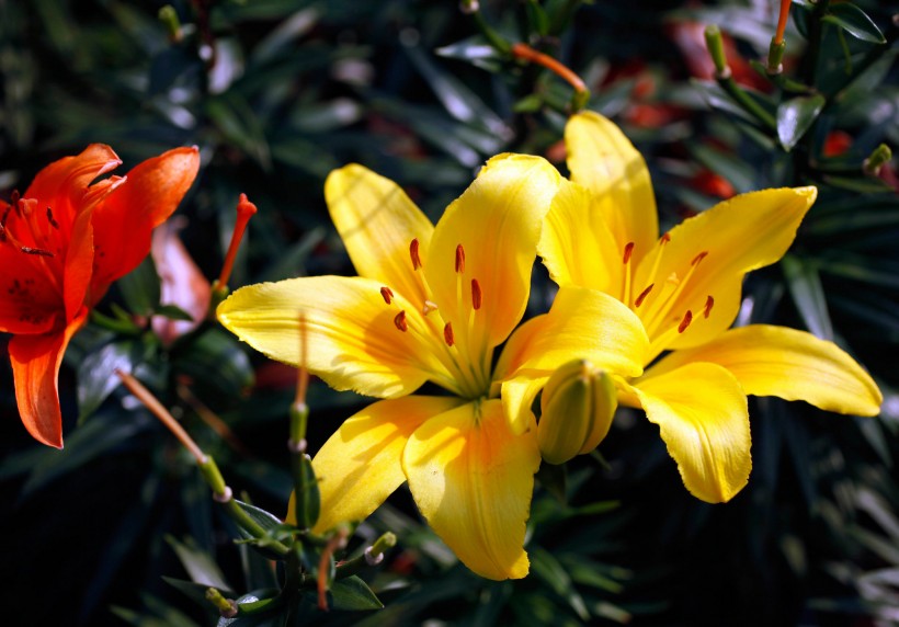 各种颜色的百合花图片