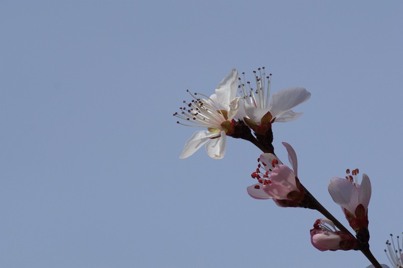 桃花图片