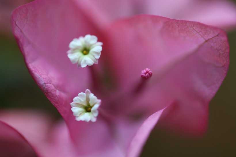 三角梅的花蕊圖片