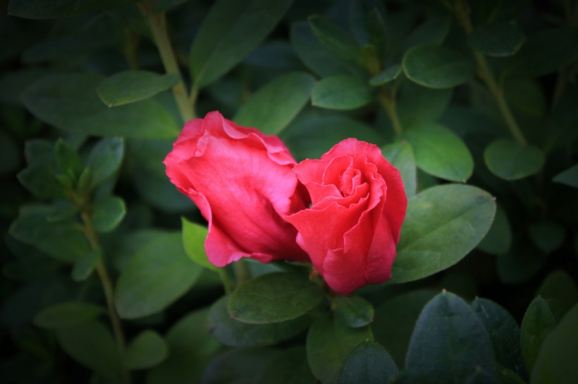 紅色和淡粉色的杜鵑花圖片